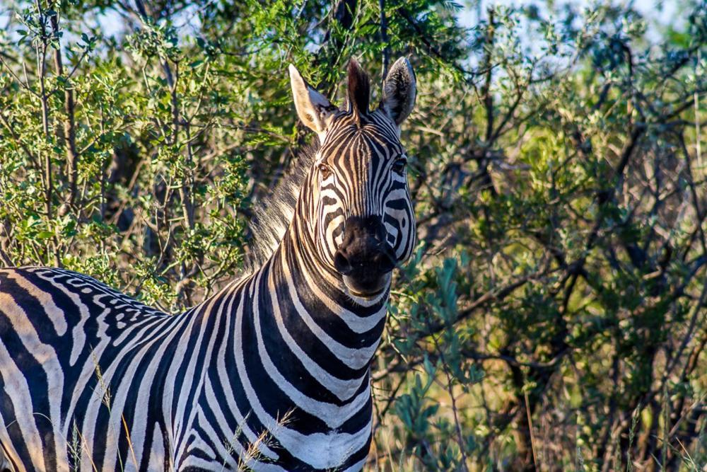 Big Valley Game Lodge Lobatse Exterior photo