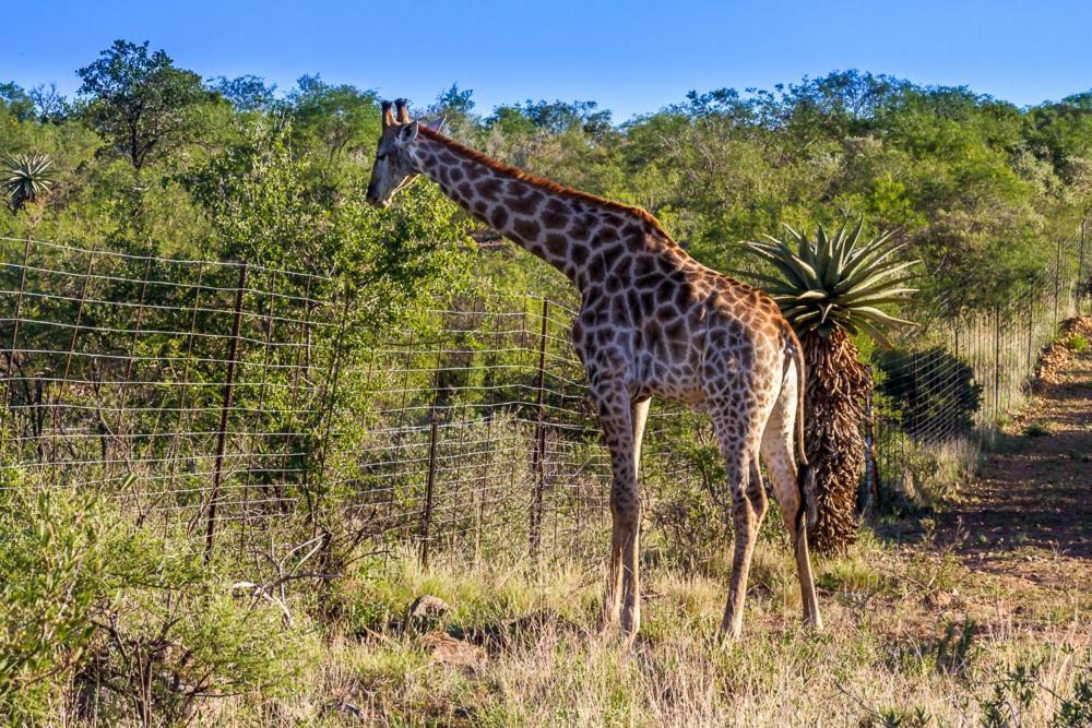 Big Valley Game Lodge Lobatse Exterior photo